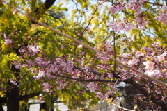 河津桜にミモザ