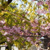 河津桜にミモザ
