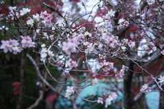 京の冬桜