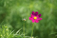 コスモス