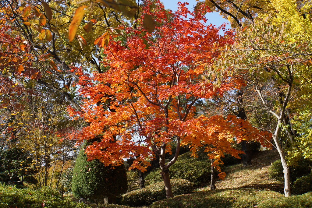 上田城址の紅葉