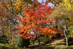 上田城址の紅葉