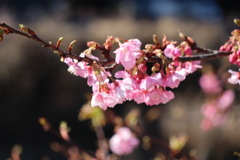 河津桜