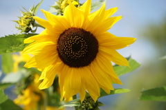 南富良野のひまわり