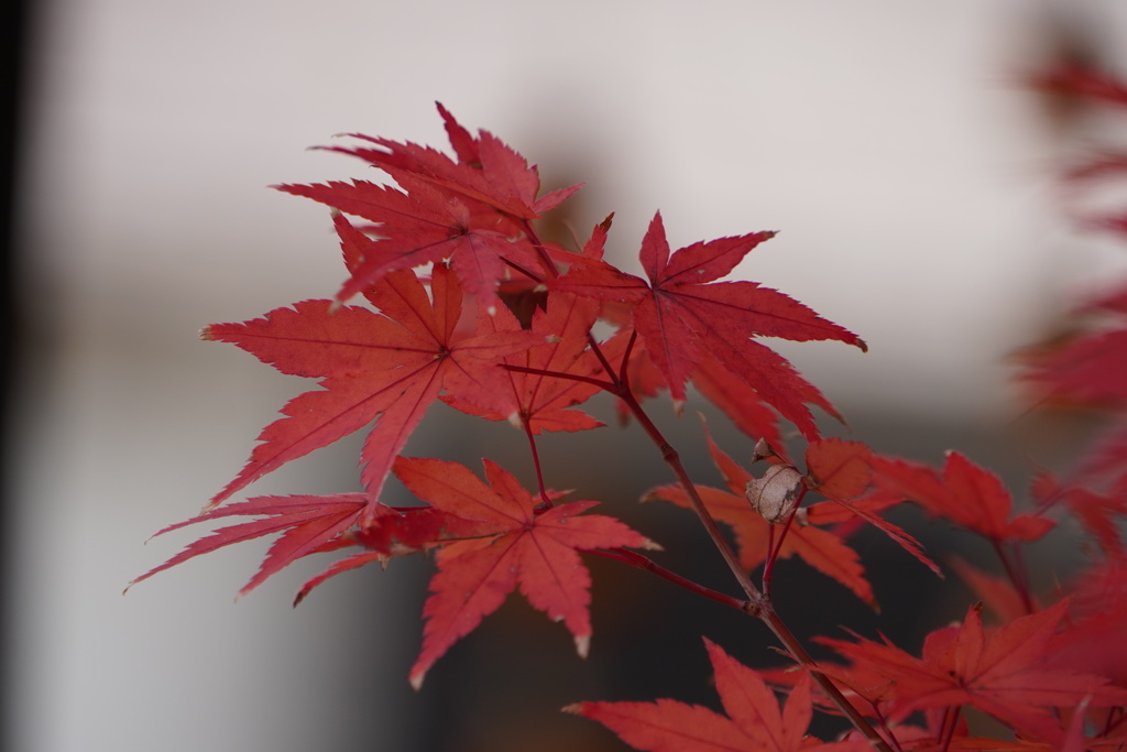 人形館の紅葉