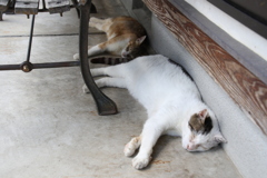 御誕生寺の猫