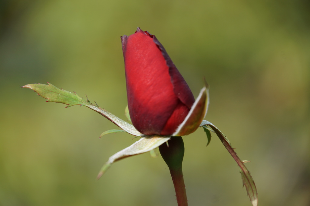 これから頑張る