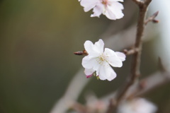 １０月桜