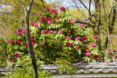 傍らに咲く花
