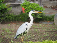 おまえもいたの