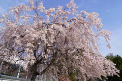 奈良の桜