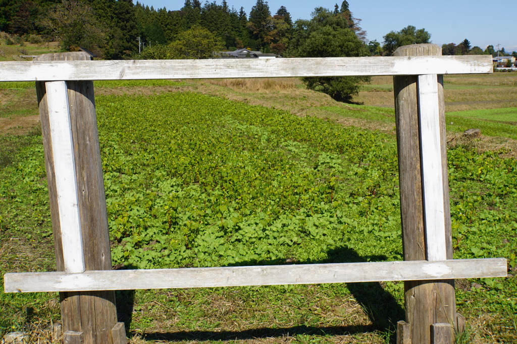 フレームの向こうはそば畑