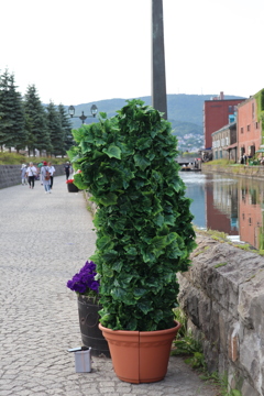小樽運河の観葉植物？