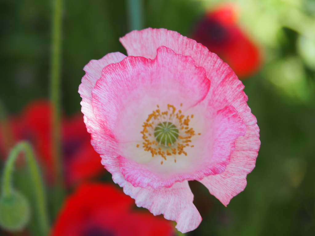 それぞれのポピーそれぞれのポピー