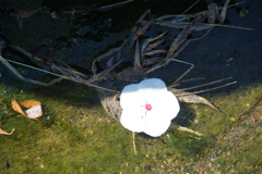 掘り割りが１輪差し