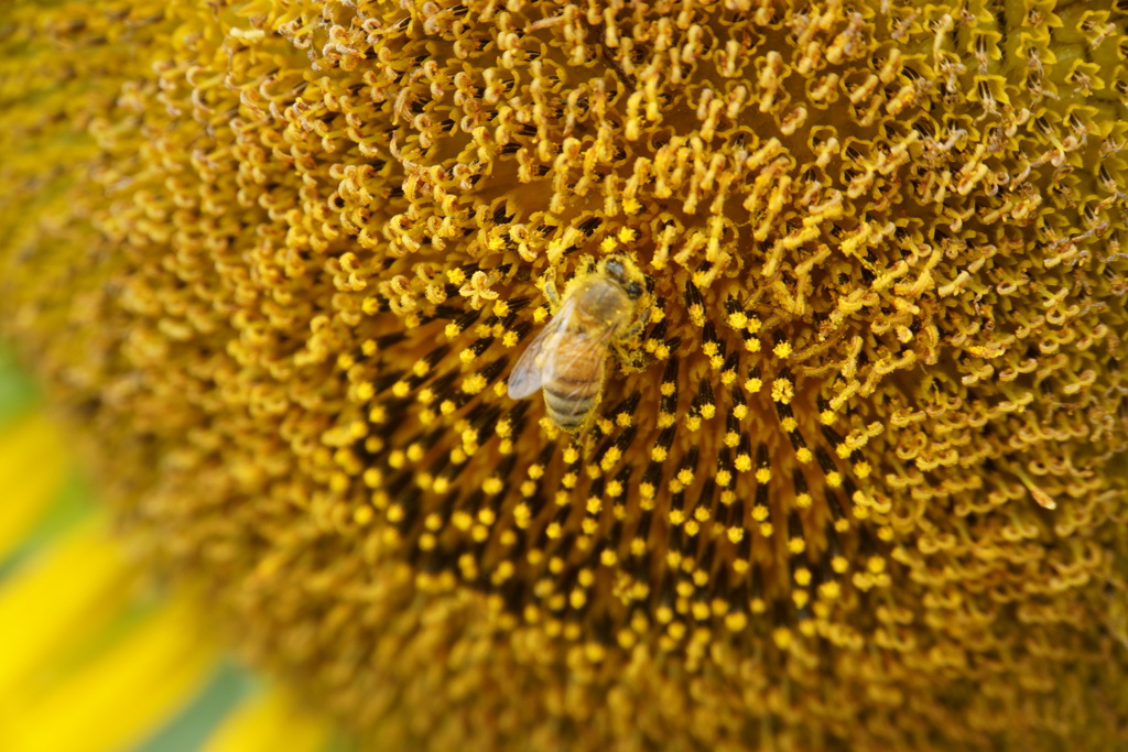 もうすぐひまわりも終わるよ