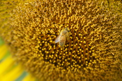 もうすぐひまわりも終わるよ