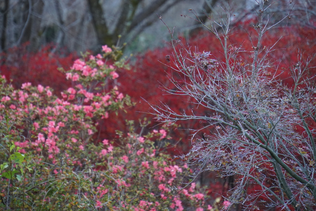 ツツジと赤
