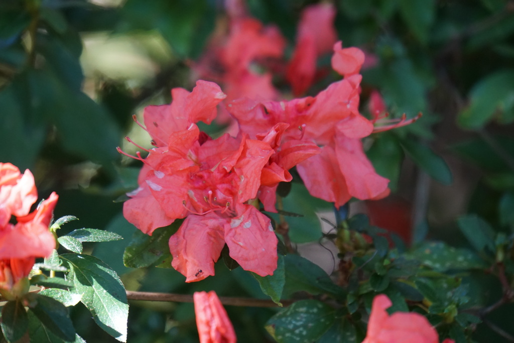 秋のツツジアゼリア１