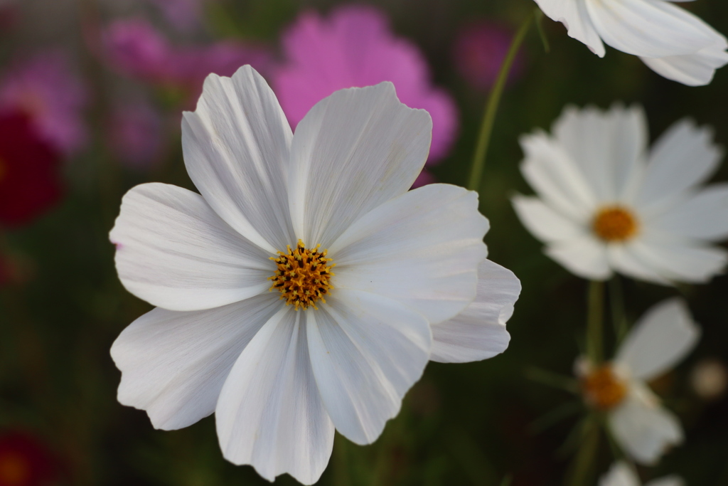コスモス