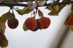 リンゴじゃない何だろう？