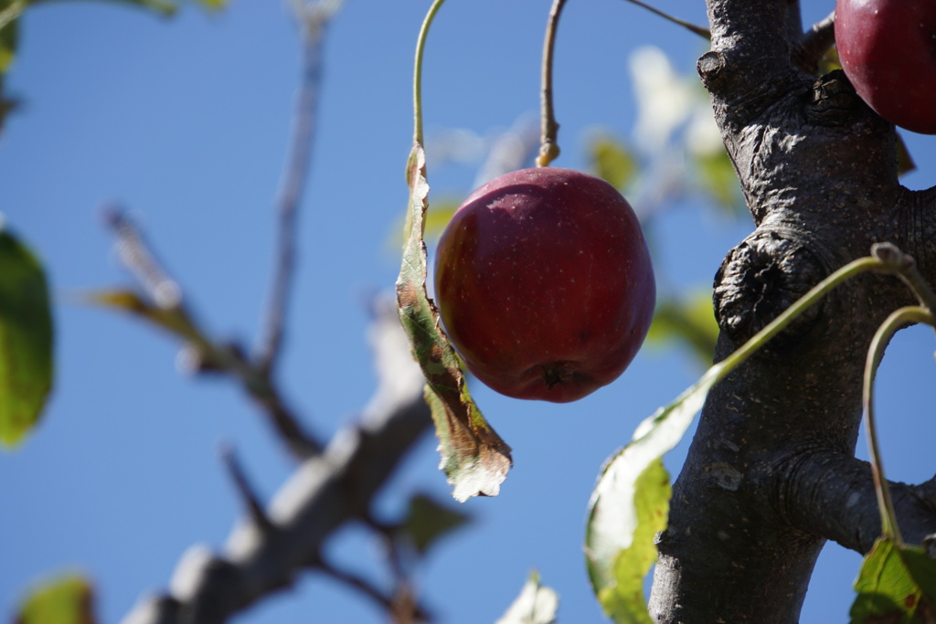 小さいけど美味しそう