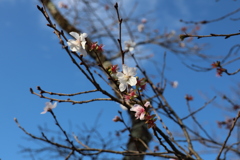 青空に冬桜