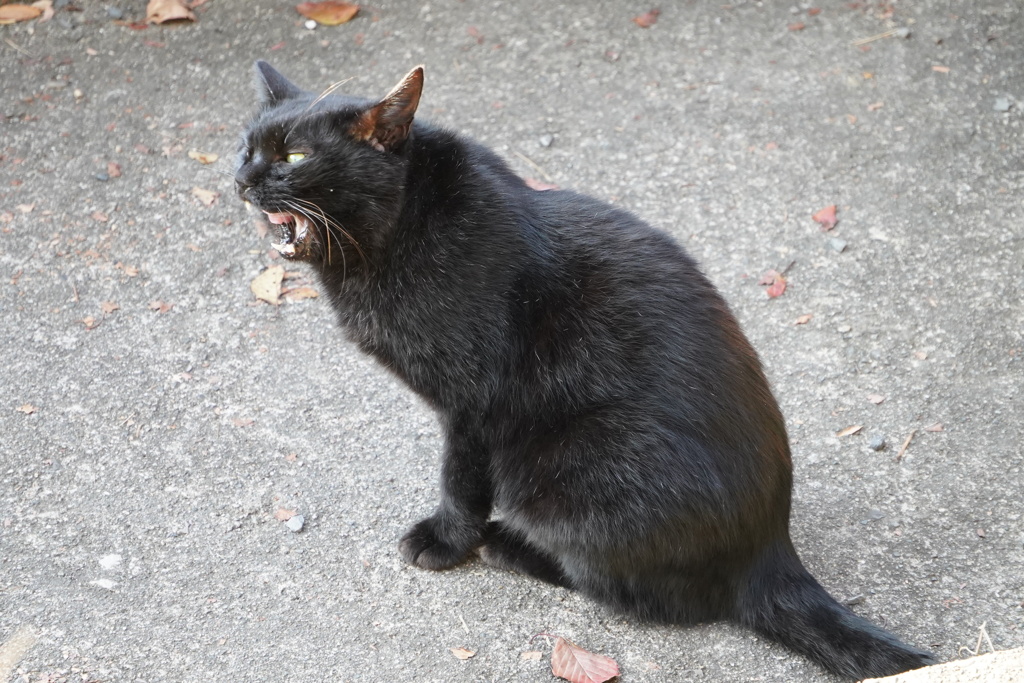 哲学の道キャット