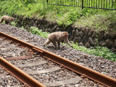 レールの脇を猿