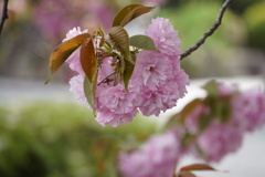 八重桜