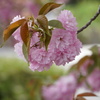八重桜