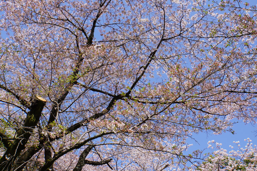 京都の桜