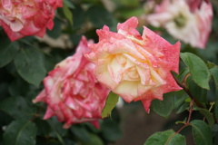 二人で下見てたのよ。