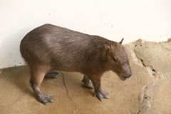 カピバラさん