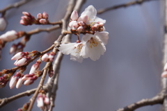 慈眼寺の枝垂れ桜弾けた