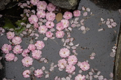 八重筏