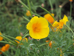 もう終わりかな