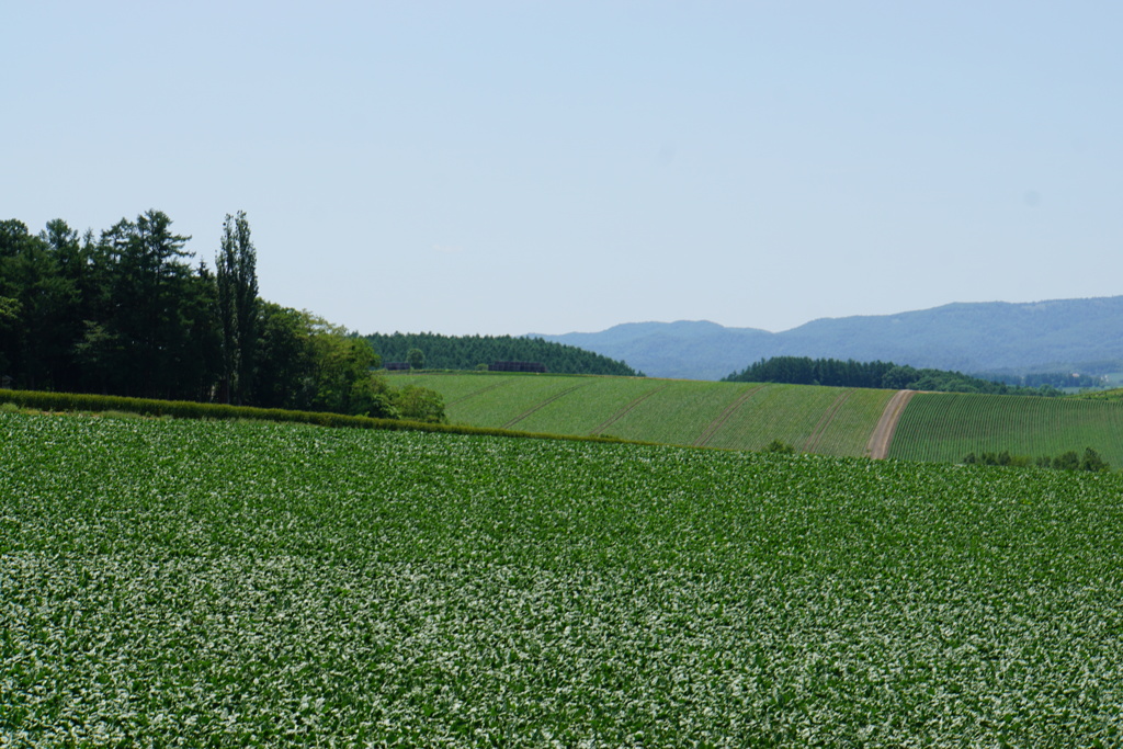 広大なジャガイモ畑