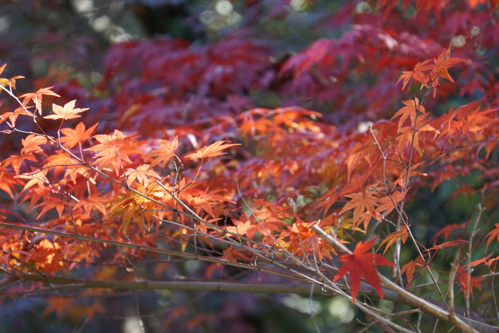 紅葉