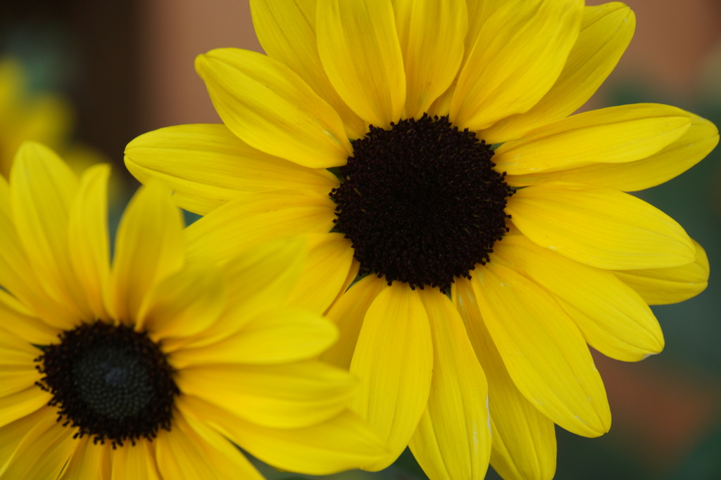 美瑛のひまわり