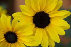 美瑛のひまわり