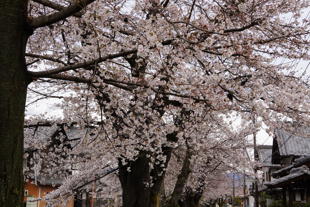 武者行列には桜吹雪かな