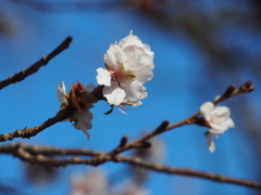散る桜残る桜も散る桜。