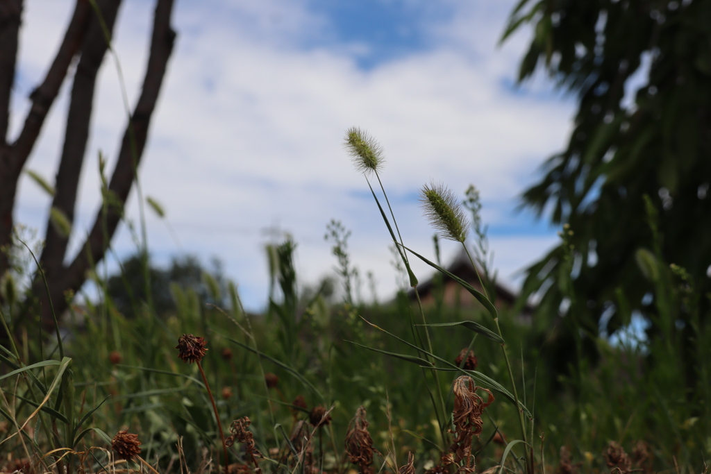 猫じゃらしに雲