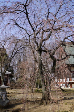 枝垂れ桜枝垂れ桜
