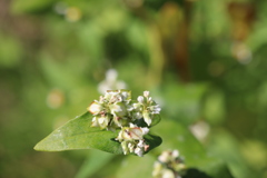 迷子のそばの花