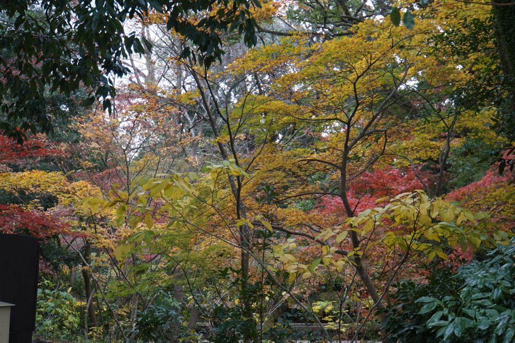 三島楽寿園の紅葉