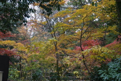 三島楽寿園の紅葉