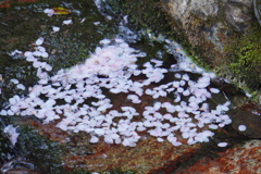 花筏