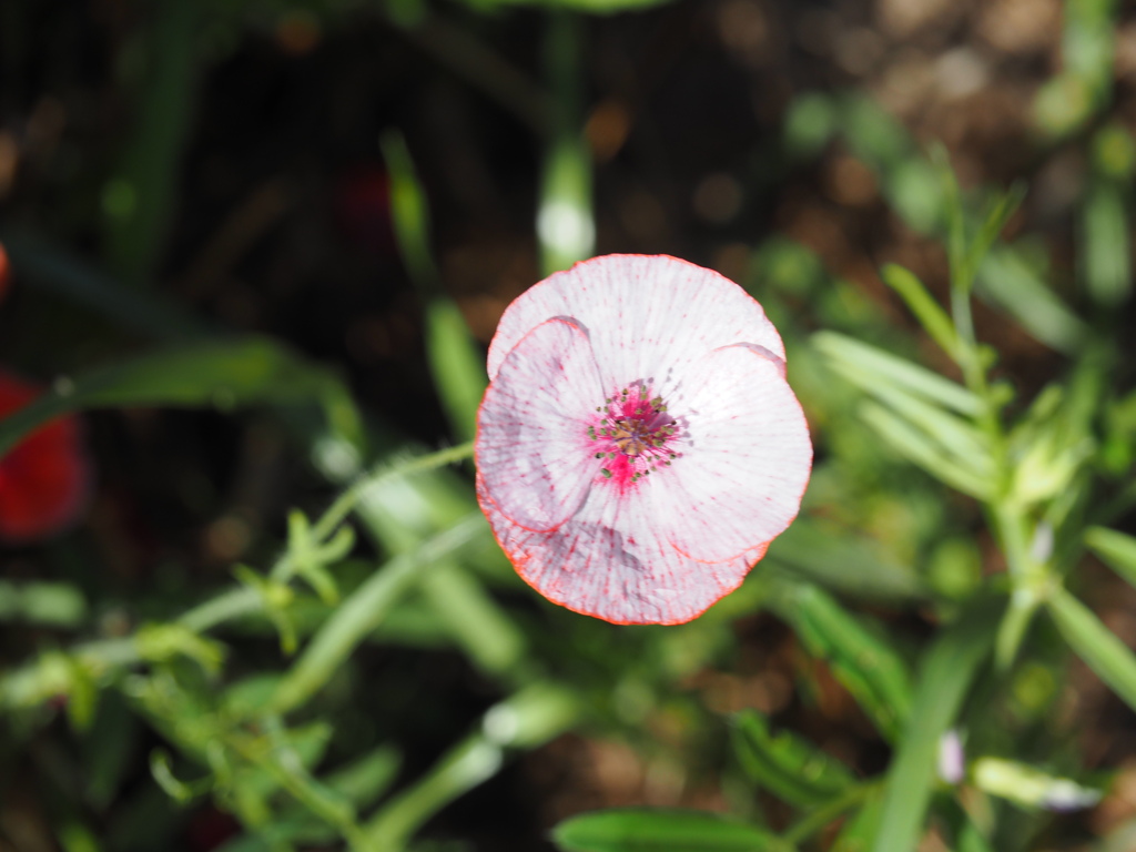 それぞれのポピー